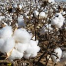 5 Cotton Seeds - Gossypium Herbaceum - Garden Plant Tree