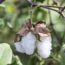 5 Cotton Seeds - White Cotton Seeds Gossypium Seeds - Garden Plant Tree