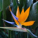 5 Seeds - ORANGE BIRD OF PARADISE - For Your Garden Flower