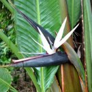10 Seeds - WHITE BIRD OF PARADISE (Strelitzia nicolai) - For Your Garden Flower