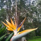 10 Bird of Paradise Seed - Bird of Paradise Flower - For Your Garden Flower