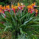 20 Seed - BIRD OF PARADISE (Strelitzia reginae) Flower - For Your Garden Flower
