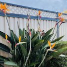 24 Seed - Bird Of Paradise Flower - For Your Garden Flower