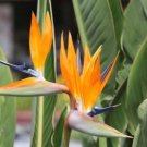 10 Seed - BIRD OF PARADISE (Strelitzia reginae) Flower - For Your Garden Flower
