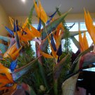 15 Seed - ORANGE BIRD OF PARADISE Flower - For Your Garden Flower