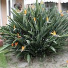 20 Seed - BIRD OF PARADISE SEEDS (Strelitzia reginae) Flower - For Your Garden Flower