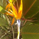 12 Seed - Bird of Paradise - Strelitzia reginae landscaping plant - For Your Garden Flower