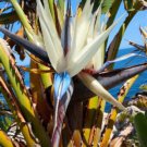 10 Seed - Strelitzia Nicolai Giant Bird of Paradise - For Your Garden Flower
