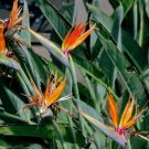 10 Seed - Bird of Paradise dwarf - Strelitzia reginae dwarf seeds - Garden Flower