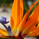 10 Seed - Bird of Paradise - Strelitzia reginae seeds - Garden Flower