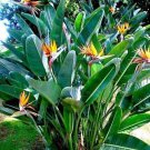 5 Seed Rare - BIRD OF PARADISE SEEDS - (Strelitzia reginae) Flowering Edible