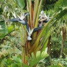 5 Seed Rare - Giant Bird of Paradise (white) Strelitzia nicolai - Garden Flower
