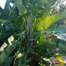 12 Seed Rare - Strelitzia Nicolai Giant White Bird of Paradise - Garden Flower
