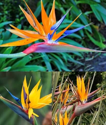 5 Seed Rare - STRELITZIA MIXED TYPES - BIRD OF PARADISE Flower - Garden Flower