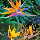 5 Seed Rare - STRELITZIA MIXED TYPES - BIRD OF PARADISE Flower - Garden Flower