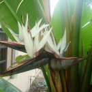 10 Seed Rare - White Bird of Paradise(Strelitzia nicholai ) Flower - Garden Flower