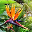 5 Seed Rare - Bird of Paradise Strelitzia reginae Flower - Garden Flower