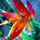 5 Seed Rare - Bird of Paradise Red Yellow Strelitzia Reginae Flower - Garden Flower