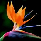 5 Seed Rare - Bird of Paradise Orange Yellow Strelitzia Reginae Flower - Garden Flower