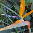 25 Seed Rare - Strelitzia reginae - Bird of Paradise Flower - Garden Flower