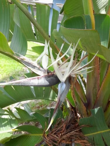 12 Seed Rare - Strelitzia Nicholi White bird of paradise Flower - Garden Flower