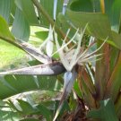 12 Seed Rare - Strelitzia Nicholi White bird of paradise Flower - Garden Flower