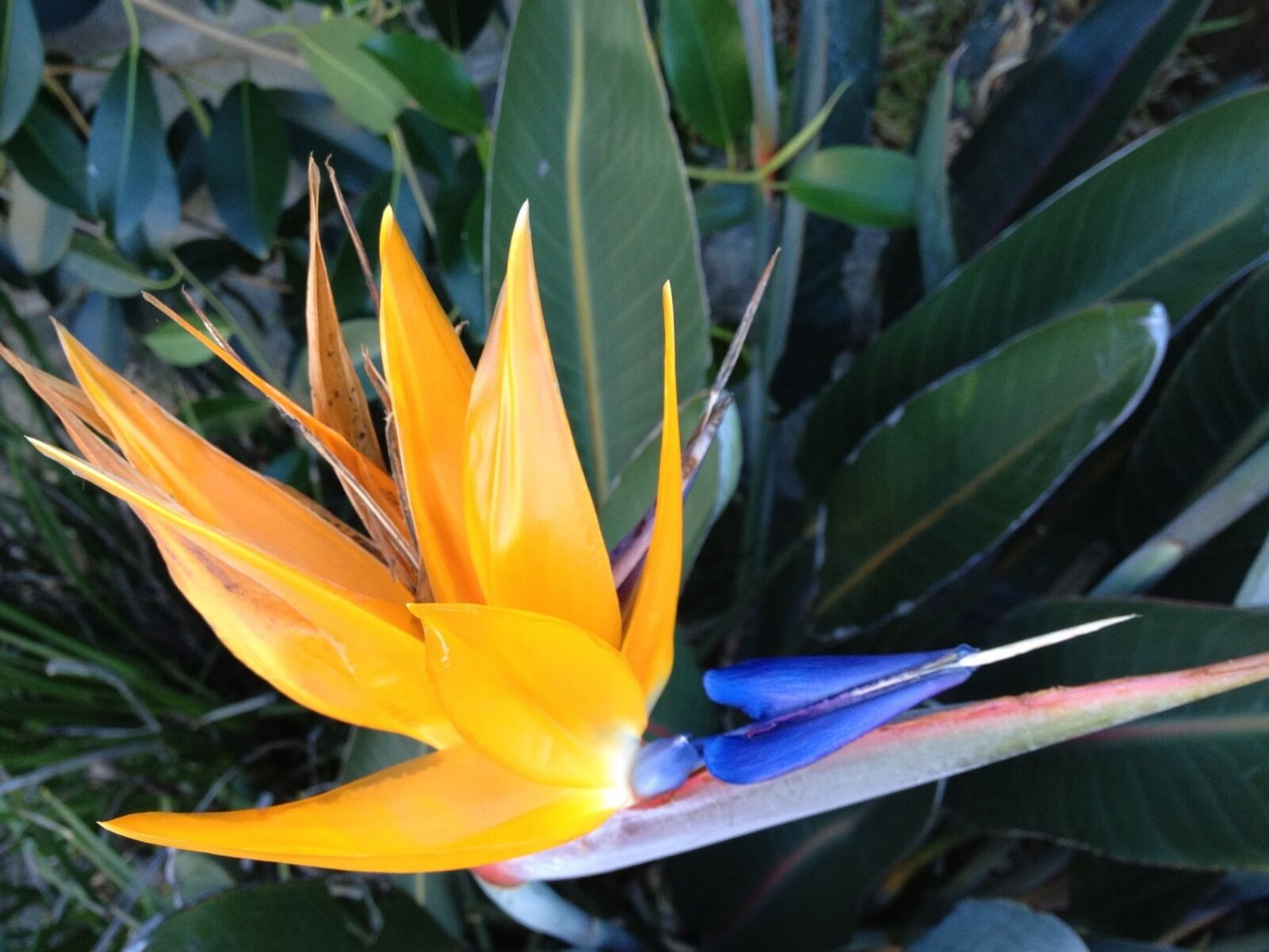 5 Seed Rare - Fresh Bird of Paradise Flower Seeds Exotic Garden Flower ...