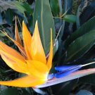 5 Seed Rare - Fresh Bird of Paradise Flower Seeds Exotic Garden Flower - Garden Flower