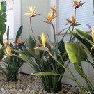 50 Seed Rare - BIRD OF PARADISE SEEDS (Strelitzia reginae) Flower - Garden Flower