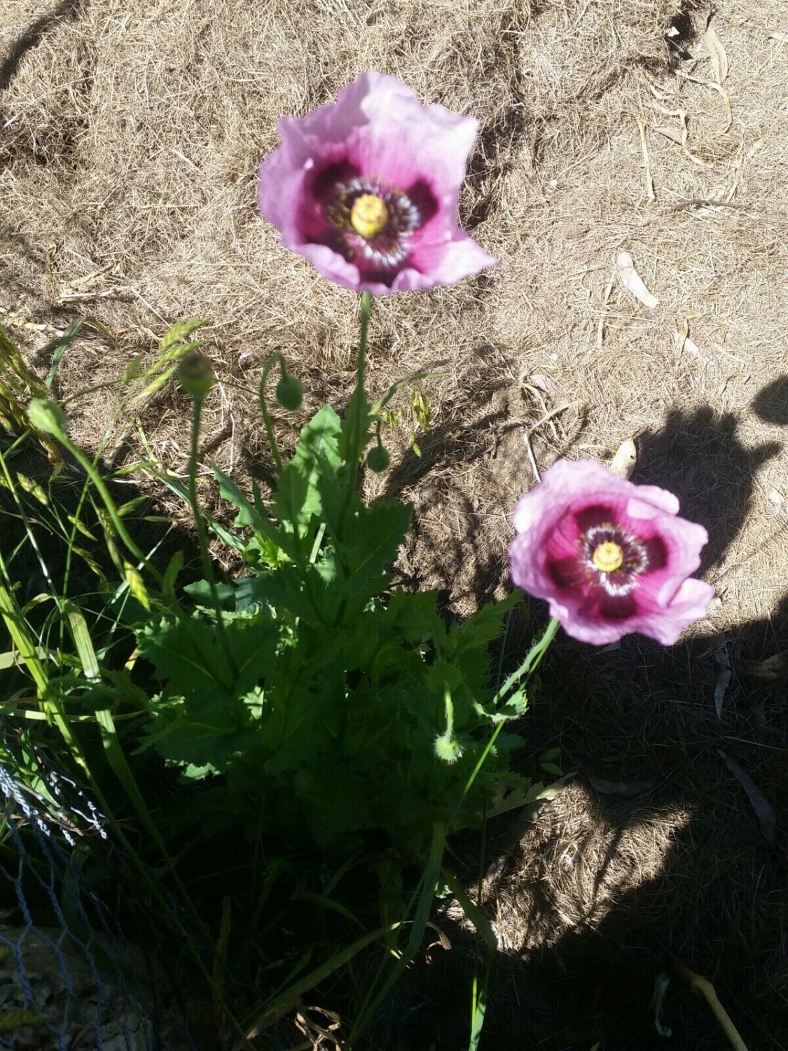 Poppy seeds purple native Flower - Garden Flower