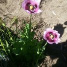 Poppy seeds purple native Flower - Garden Flower
