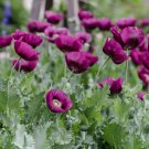 30 Seeds - PURPLE POPPY Flower - Garden Flower Plant