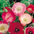 100 Seeds - POPPY SHIRLEY FLOWER SEEDS - Single and Double Mix Flower