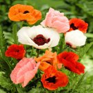 100 Seeds - POPPY ORIENTAL MIXED FLOWER SEEDS - Flower Garden Poppy