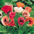 100 Seeds - Poppy FLOWER SEEDS Home Flower - Garden Poppy Oriental Mixed
