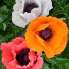 100 Seeds - POPPY FLOWER GARDEN - Oriental Mix Poppy Flower Garden