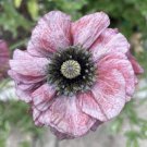 10 Seeds - Pandora Poppy Seeds - Papaver Rhoeas Garden Flower