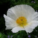 5 Seeds - Peony Poppy Plant - Single white Flower Garden