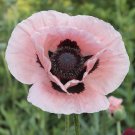 10 Seeds Rare - Oriental Poppy Seeds - Papaver Orientale Flower Garden