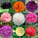 30 Seeds Rare - MIXED GIANT PEONY POPPY DOUBLES - Flower Garden Plant