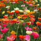 100 Seeds Rare - Californian Poppy Single Mix Flower Seeds - Flower Garden Plant