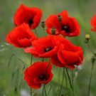 200 Seeds Rare - Flanders Red Flower Garden - RED POPPY SEED Anzac Flower Seeds