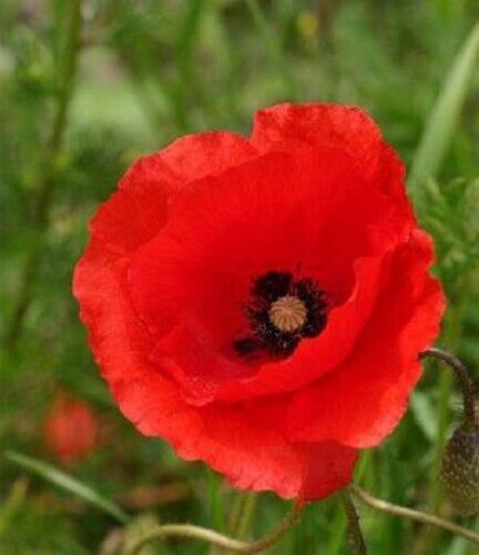 200 Seeds Rare - RED FLOWER SEEDS Cottage Flower - Garden Anzac Flower Seeds