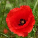 200 Seeds Rare - RED FLOWER SEEDS Cottage Flower - Garden Anzac Flower Seeds