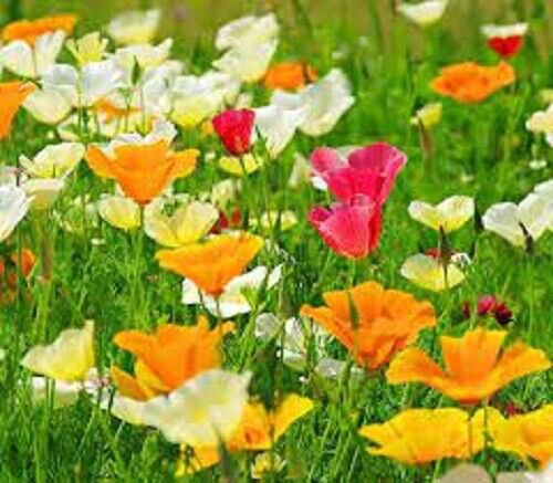 100 Seeds Rare - SINGLE MIXED FLOWER SEEDS - Summer Flower Garden Poppy Seeds