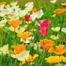 100 Seeds Rare - SINGLE MIXED FLOWER SEEDS - Summer Flower Garden Poppy Seeds