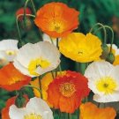 300 Seeds Rare - ICELAND POPPY FLOWER SEEDS - Border Flower Poppy Plant