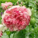 50 Seeds Rare - PEONY POPPY FLEMISH ANTIQUE FLOWER SEEDS - Cottage Flower
