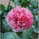 50 Seeds Rare - Peony Poppy Flemish Antique Flower - Garden PEONY POPPY