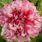 50 Seeds - Peony Poppy Flower Seeds Flemish - Antique FLOWER GARDEN POPPY PEONY